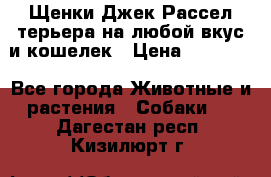 Щенки Джек Рассел терьера на любой вкус и кошелек › Цена ­ 13 000 - Все города Животные и растения » Собаки   . Дагестан респ.,Кизилюрт г.